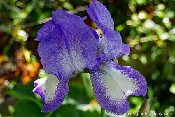 Iris, Washington, USA