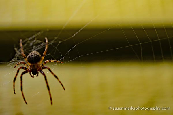 Halloween Spider, Renton, Washington, USA
