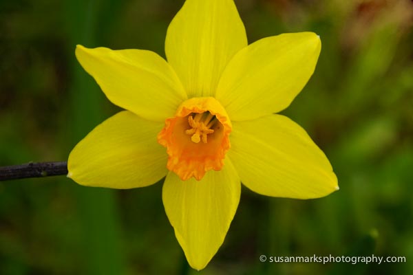 Daffodil, Washington, USA