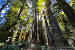 Morning Sunshine – Prairie Creek Redwoods State Park, California, USA