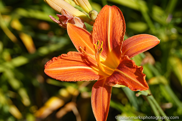 Bursting Orange Lilly, Washington, USA