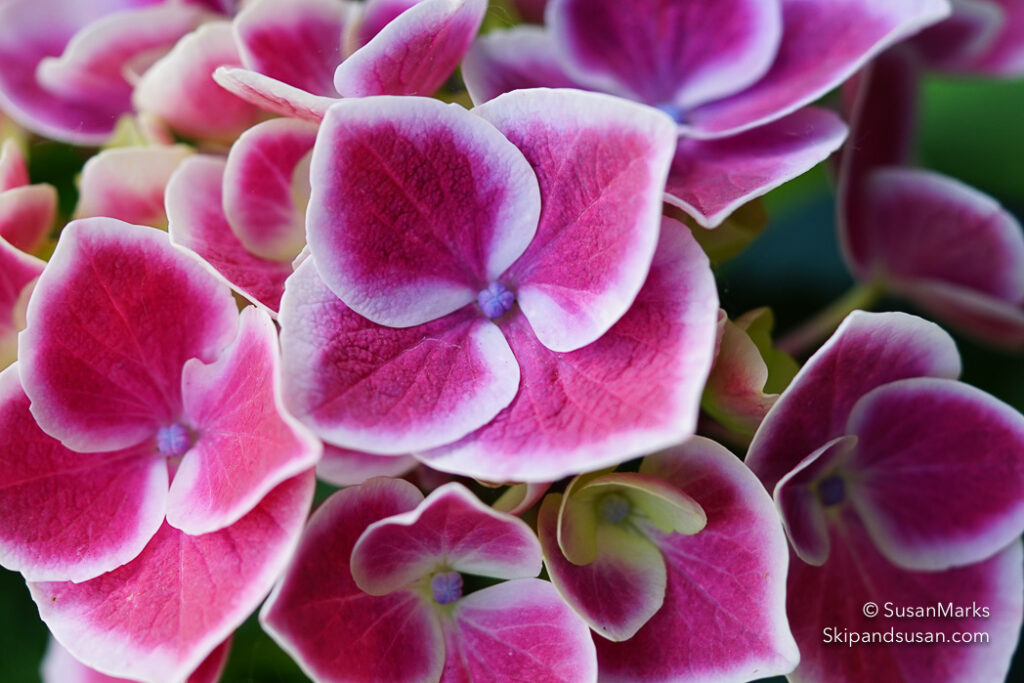 Hydrangea, Washington, USA