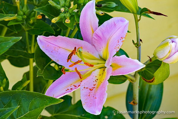 Pink Lily, Renton, WA, USA