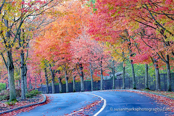 Fall Colors, Gene Coulon Park, Washington, USA