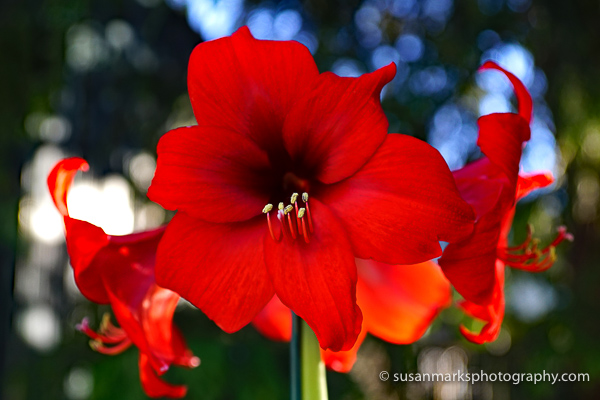 Red Amaryllis – Renton, Washington, USA
