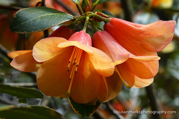 Rhododendron Flower, Washington, USA