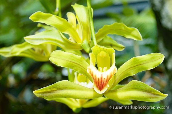 Yellow Rhododendron Close-up – Washington, USA