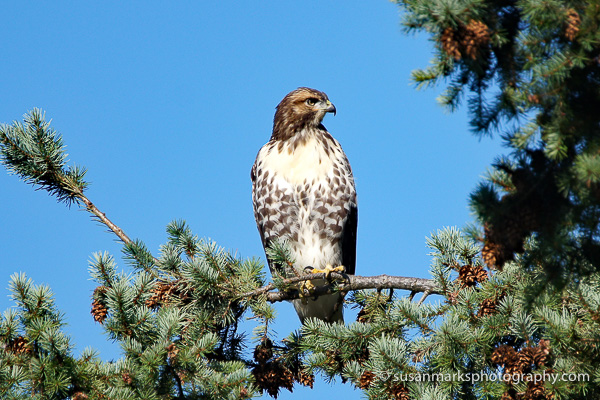 Red Tail Hawk – Washington, USA