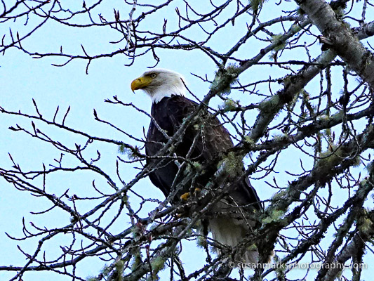 Bald Eagle, Cape Flattery, Washington, USA
