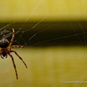 Halloween Spider, Renton, Washington, USA
