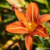 Bursting Orange Lilly, Washington, USA