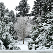 The BIG Snow - Renton, Washington, USA