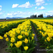 Yellow Tulips, Skagit Valley, Washington, USA