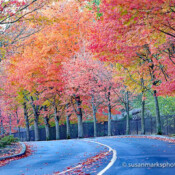 Fall Colors, Gene Coulon Park, Washington, USA
