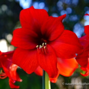 Red Amaryllis - Renton, Washington, USA
