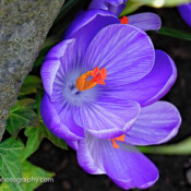 Spring Crocus, Washington, USA