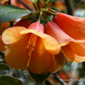 Rhododendron Flower, Washington, USA