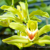 Yellow Rhododendron Close-up - Washington, USA