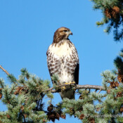 Red Tail Hawk - Washington, USA