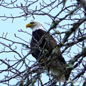 Bald Eagle, Cape Flattery, Washington, USA