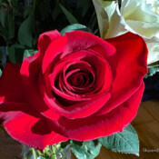 Valentine Rose, Washington, USA