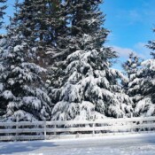 Winter Monsters, Washington, USA
