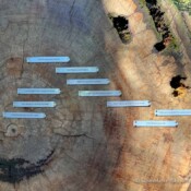 Redwood Trunk Timeline - Avenue of the Giants, California, USA