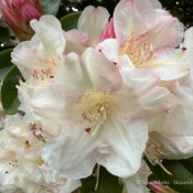 Rhododendron, Washington, USA