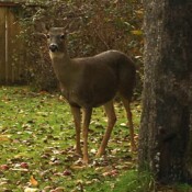 Deer With Apple Snacks - Renton, Washington, USA