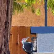 Birdhouse Too Small, Renton, WA, USA