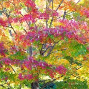 Fall Colors - Renton, Washington USA