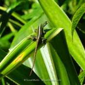 Green Sunbather, Hawaii, USA