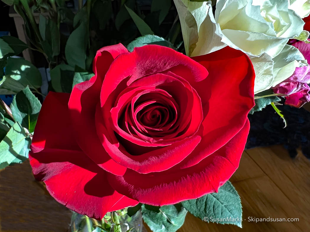 Valentine Rose, Washington, USA