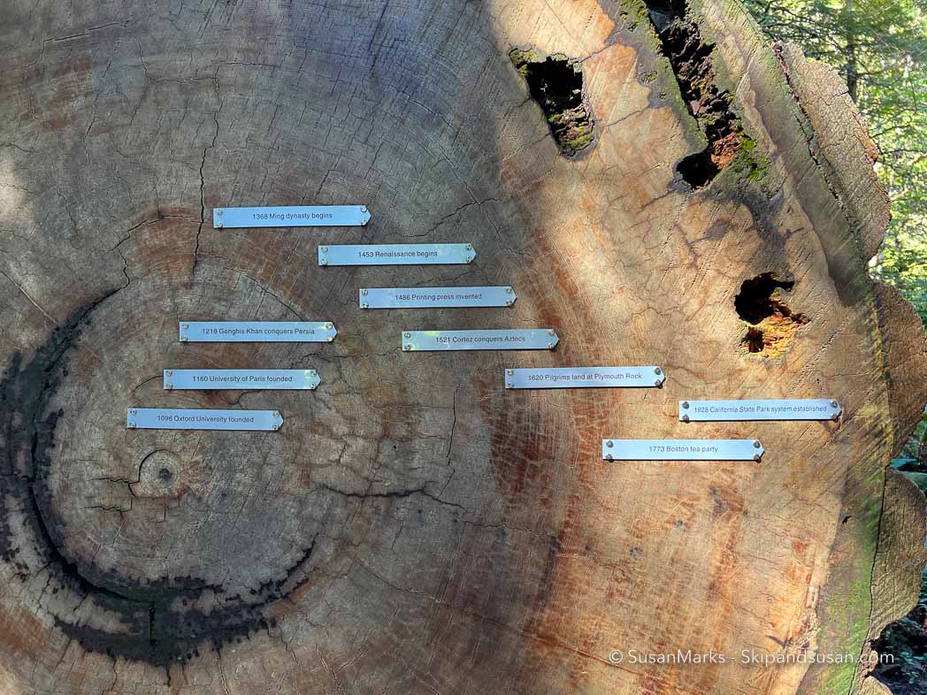 Redwood Trunk Timeline - Avenue of the Giants, California, USA