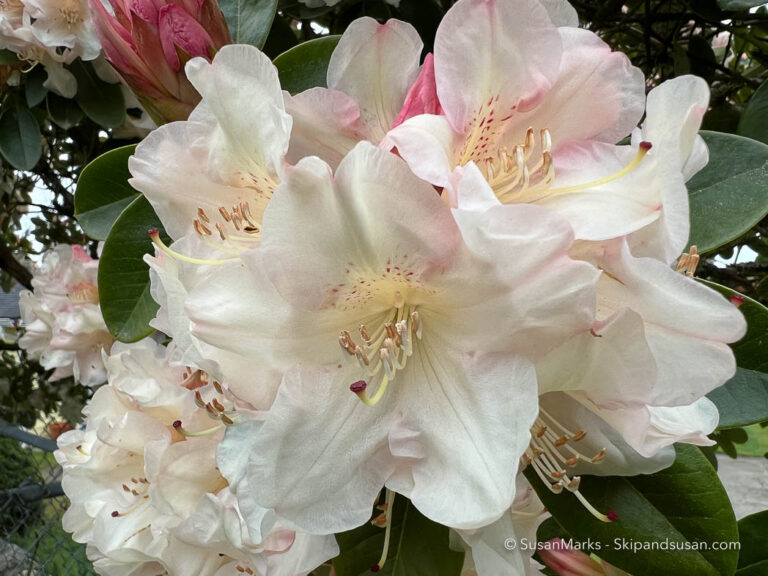 Rhododendron Beauty, Washington, USA