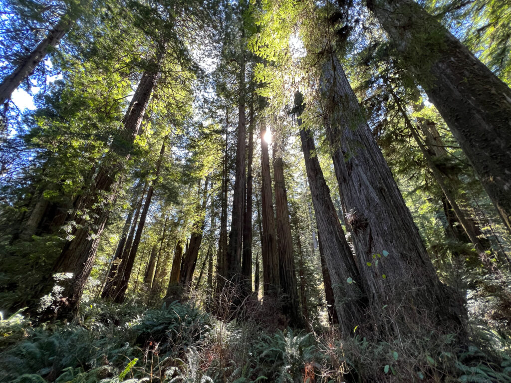 Morning Sunshine - Prairie Creek Redwoods State Park, California, USA