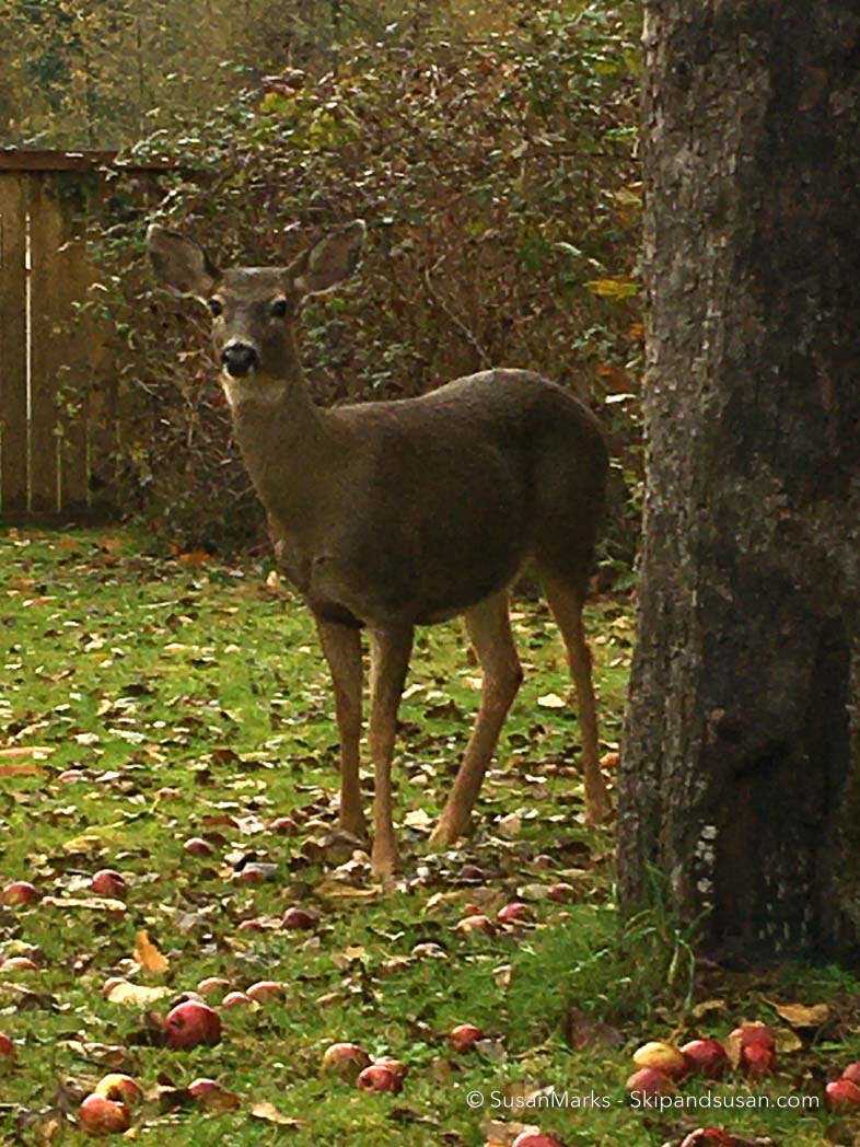 Deer With Apple Snacks - Renton, Washington, USA