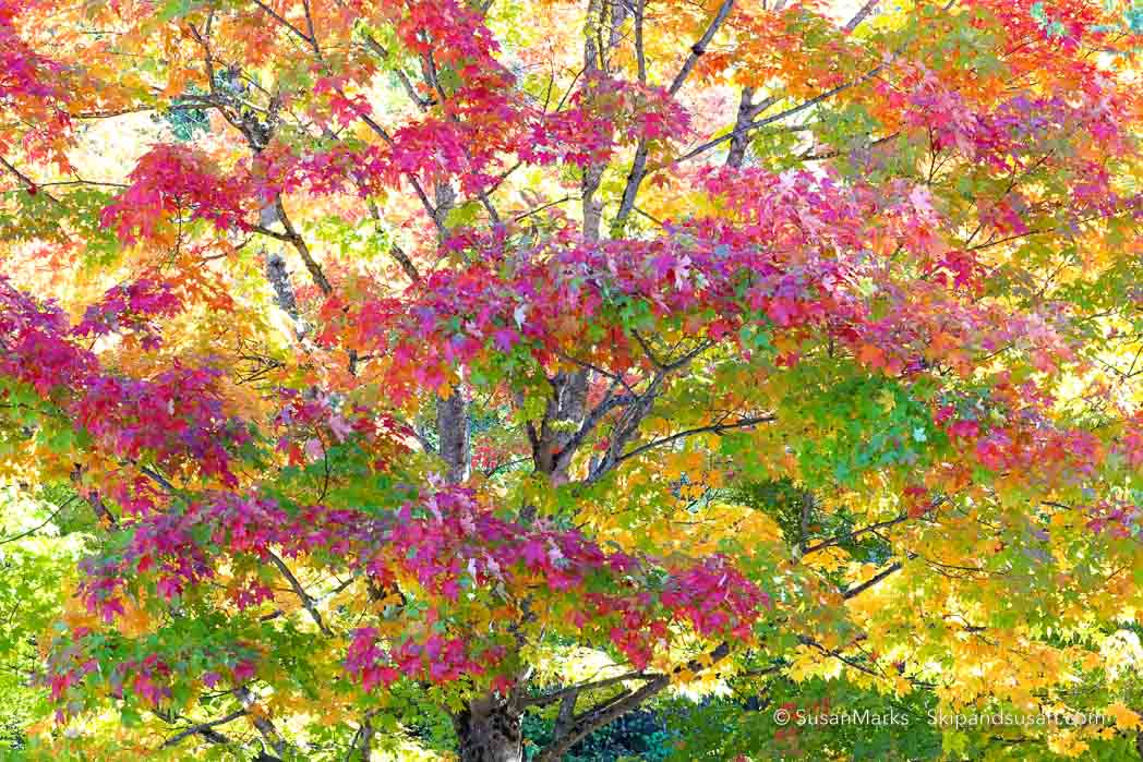 Fall Colors - Renton, Washington USA
